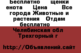 Бесплатно !!! щенки енота!! › Цена ­ 1 - Все города Животные и растения » Отдам бесплатно   . Челябинская обл.,Трехгорный г.